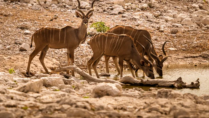 Greater Kudus at a watering hole in Etosha National Park