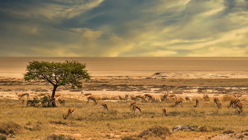 Springbok grazing in Etosha National Park
