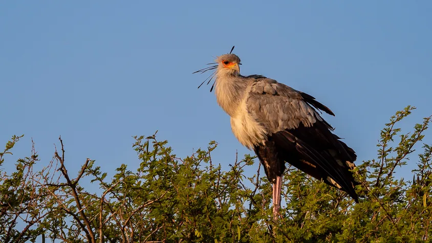 Secretary bird in a tree at Etosha national Park