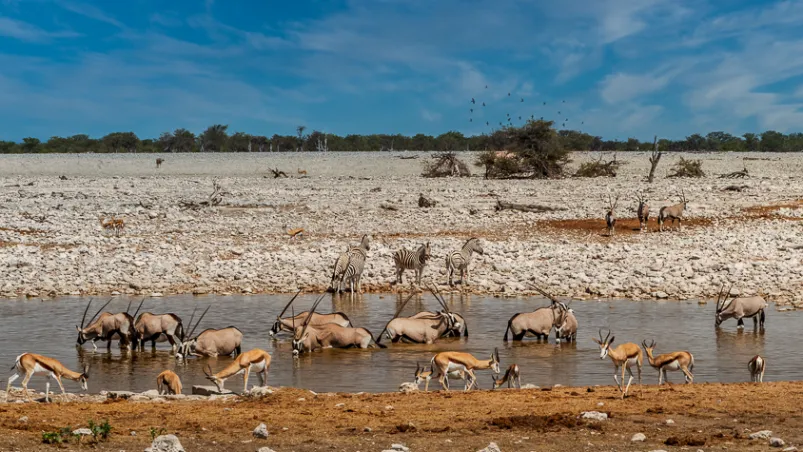 Wildlife at the Okaukuejo watering hole - Etosha National Park