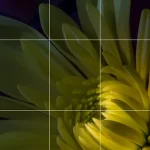 Rule of Thirds For Photography The Key to Creating Beautiful Images