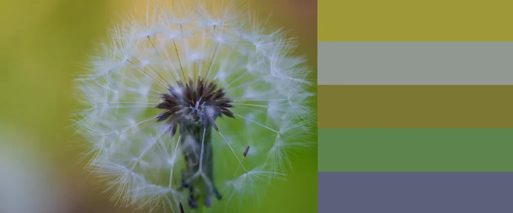 examples of Colour Harmony in photograph