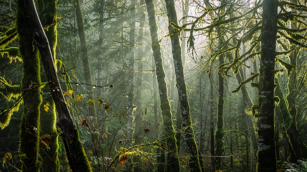 How to photo forest photography