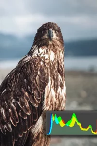 bald eagle explaining what is histogram in photography
