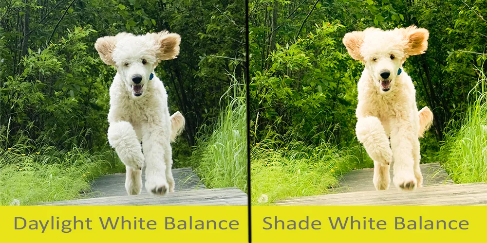 White balance for photography daylight vs shade