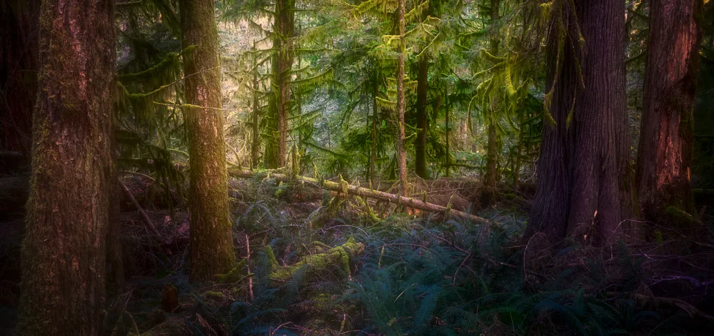 The forest bottom in Cathedral Grove BC 