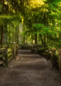 path Cathedral Grove BC