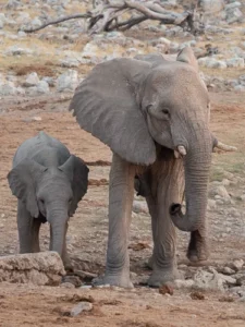 Baby elephants in Etosha National Park