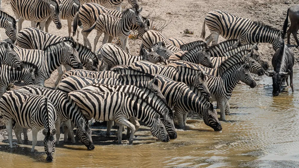 Zebra at a watering hole in Etosha National Park