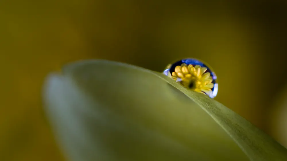 Waterdroplets in a beginner's guide to macro photography 