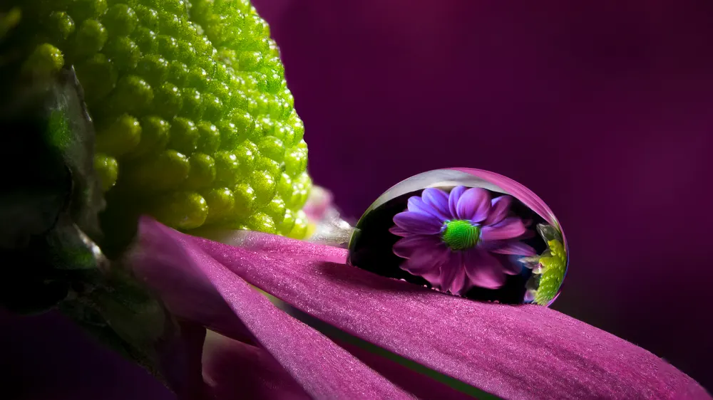 example for the guide to macro photography