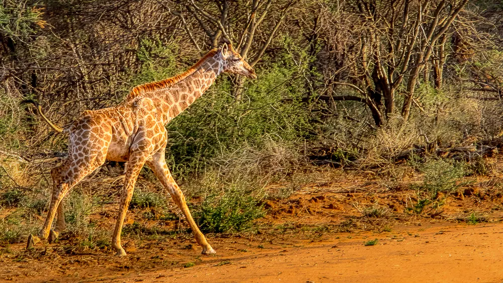 giraffe running example for focusing modes in photography