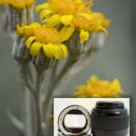Maximizing Your Potential with Extension Tubes For Macro Photography