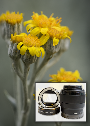 Extension Tubes in Photography