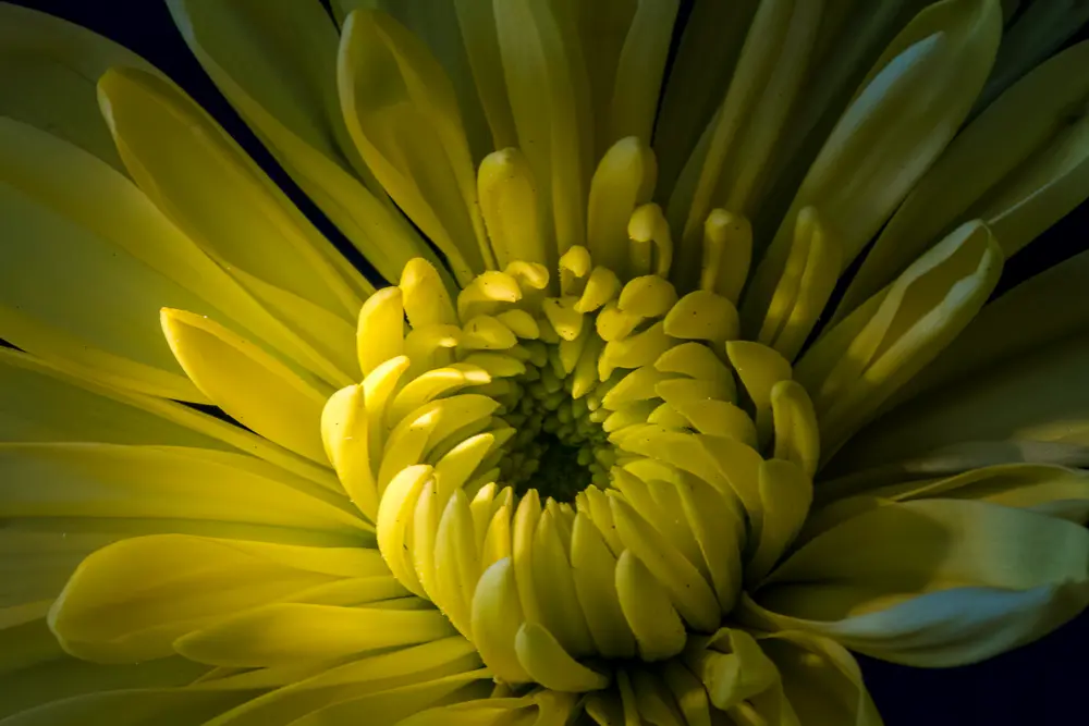 Here is an example of extension tubes specifically designed for capturing stunning flower photos.