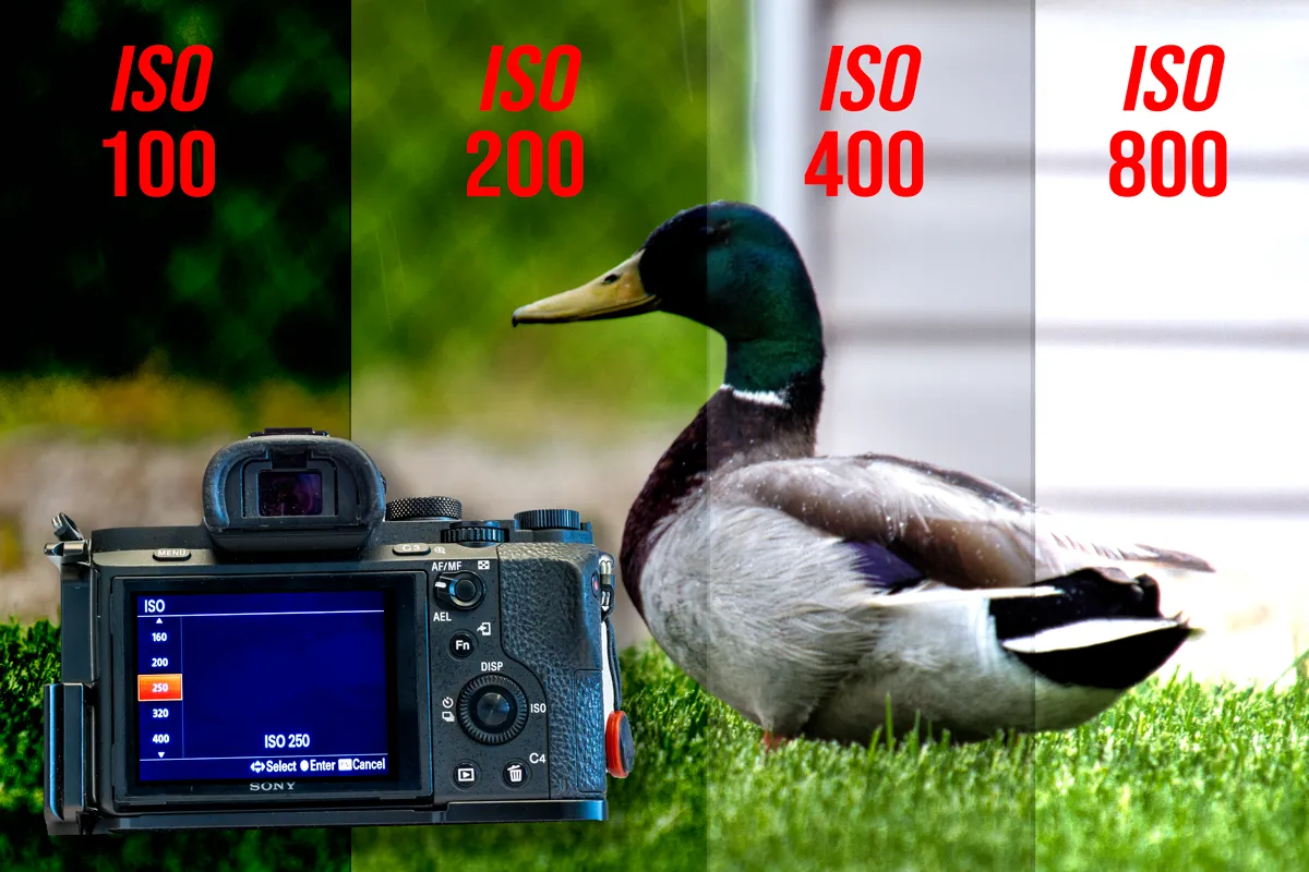 Camera ISO Settings Example 