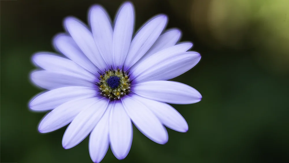 Purple flower close-up shoot with a lensbaby making a blurred background, taken with budget photography lenses.