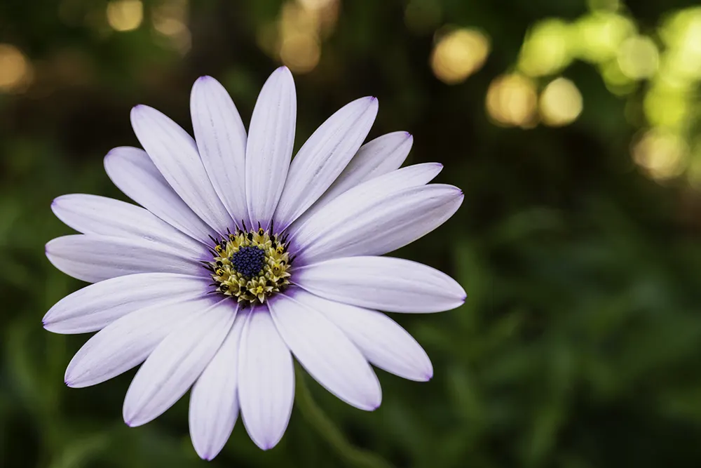 prime lens photography of a flower using a macro lens